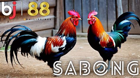 SABONG: Tagalog.